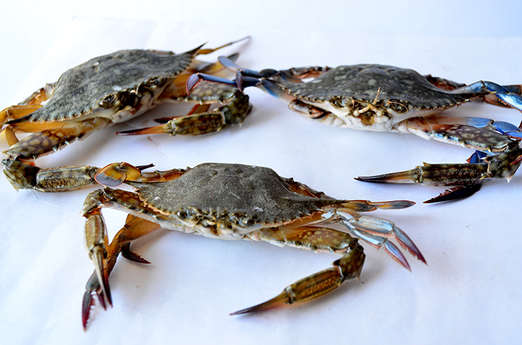 Soft Shell Crab (cangrejo de concha blanda) - 70 gr.